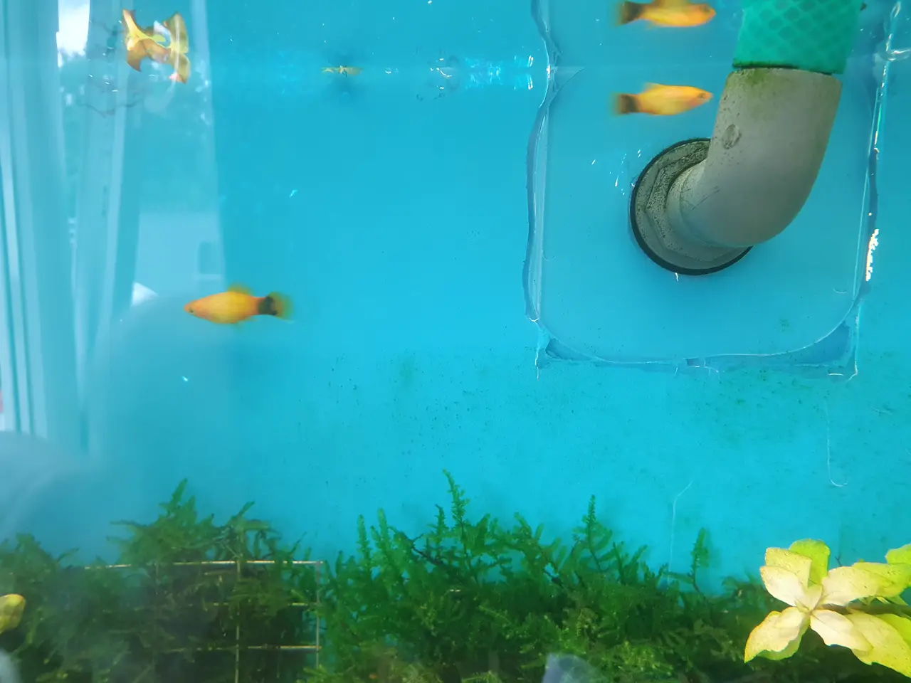 Billede 2 - 💛🐭 GYLDEN MICKEY MOUSE PLATY TIL SALG 🐭💛