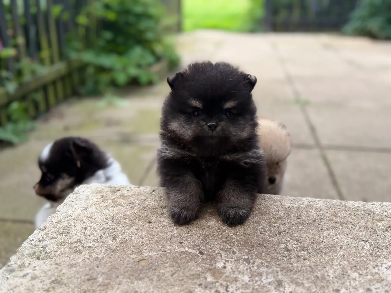 Billede 5 - Skønneste lille Pomeranian