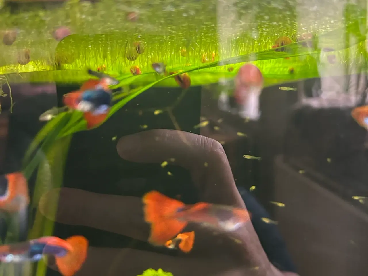 Billede 11 - ❤️🐟 Rednose Dumbo Guppy – Smuk Kontrast (unger)
