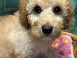Smukke mini Labradoodle ❤️🐾