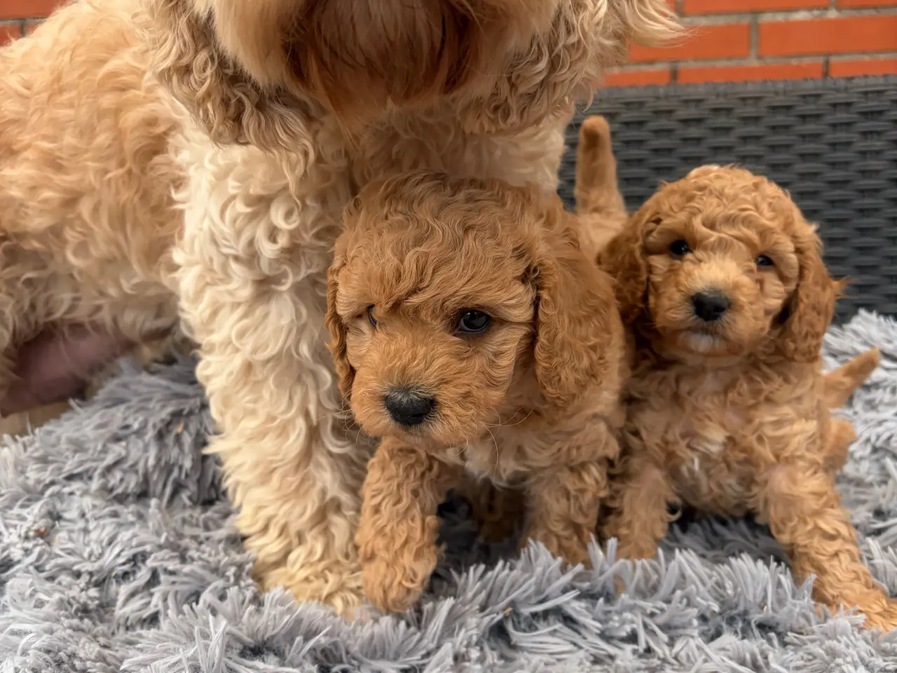 Billede 1 - 2 smukke Cavapoo drenge