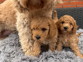 2 smukke Cavapoo drenge