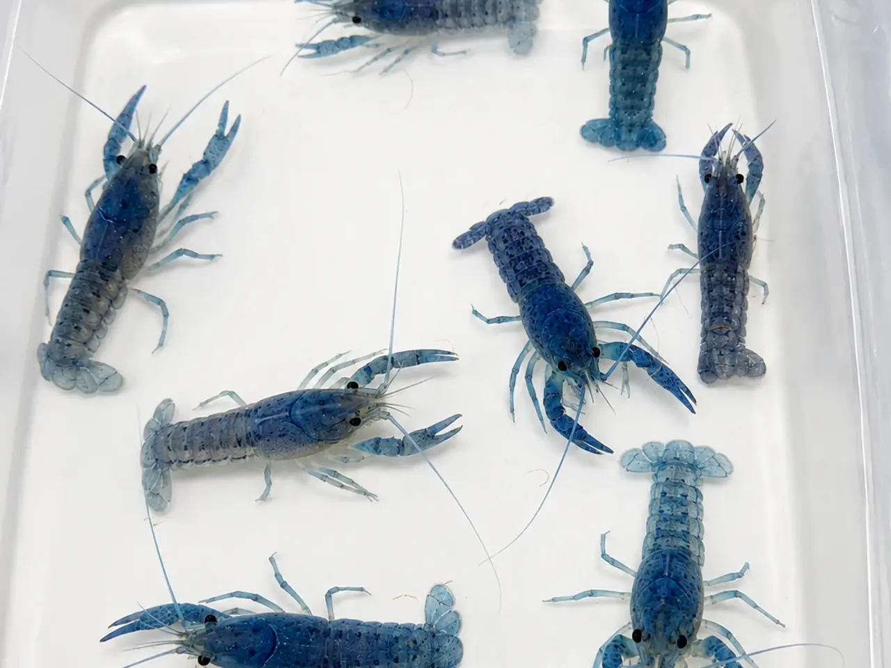 Billede 6 - đ±Wow FLOTTE BlĂ„ Florida Krebs Procambarus alleni
