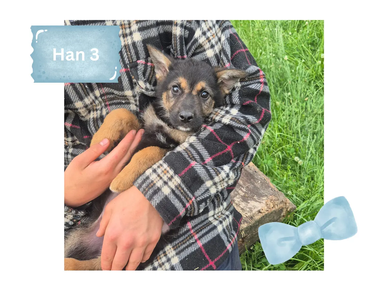 Billede 16 - 🩵🩷 🐶 Smukke Schæfer Blandingshvalpe