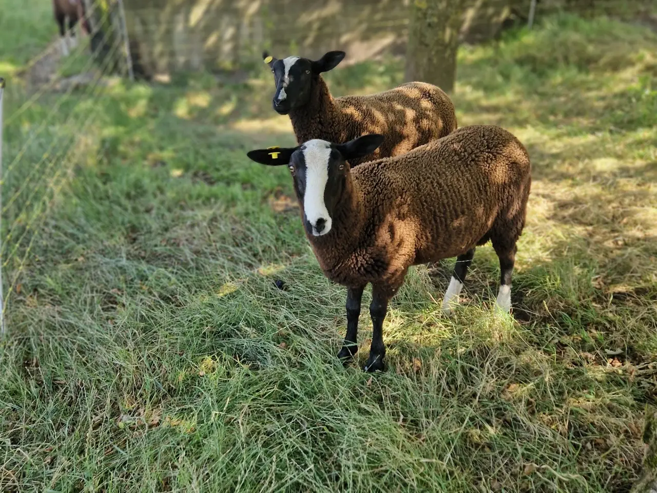 Billede 4 - Zwartsbles gimmer og vædderlam sælges M 3