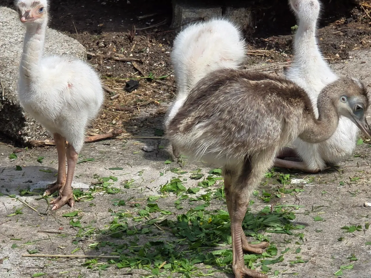 Billede 2 - Nandu-kyllinger til salg (Rhea americana)
