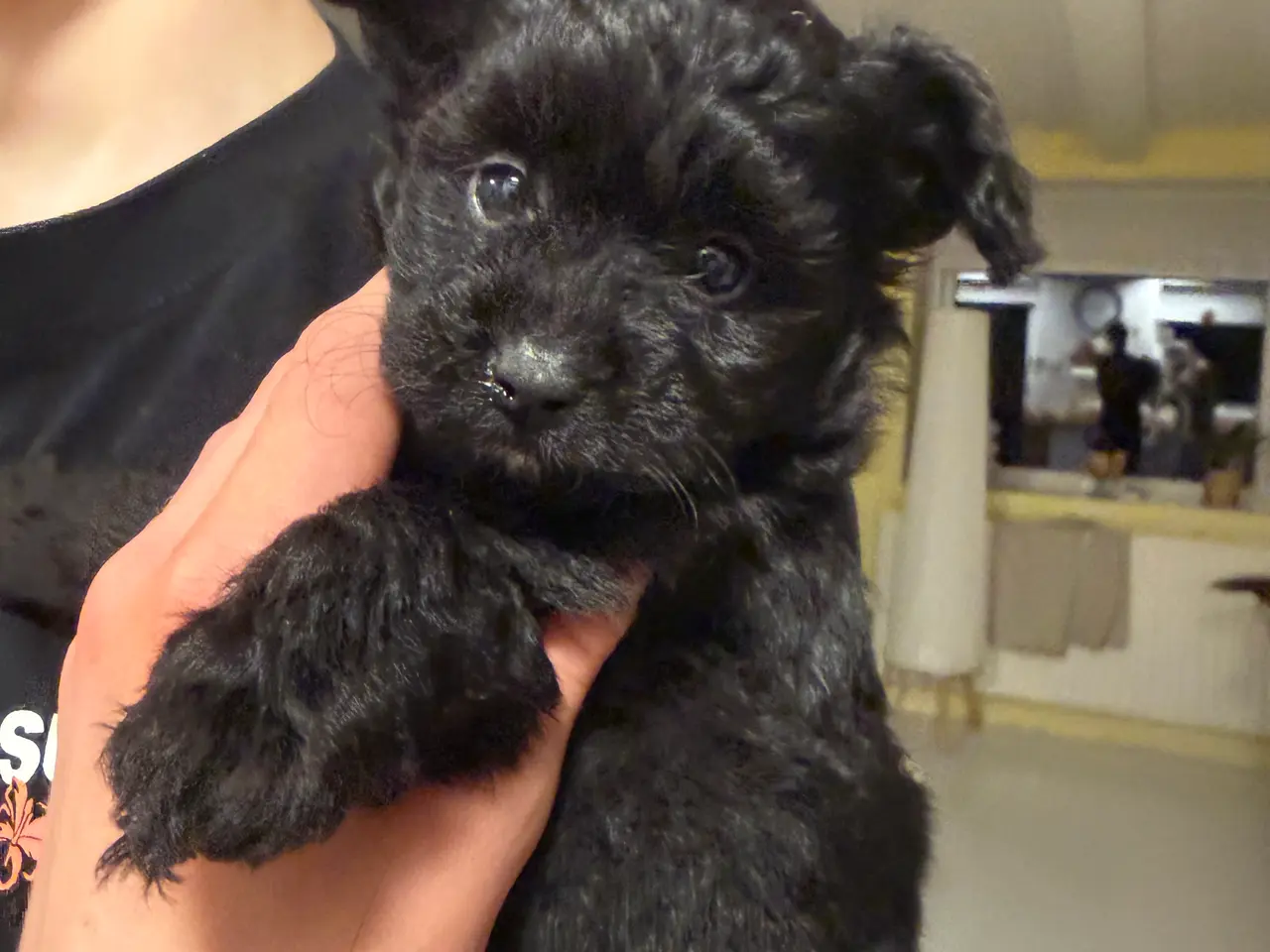 Billede 1 - Pomapoo pige