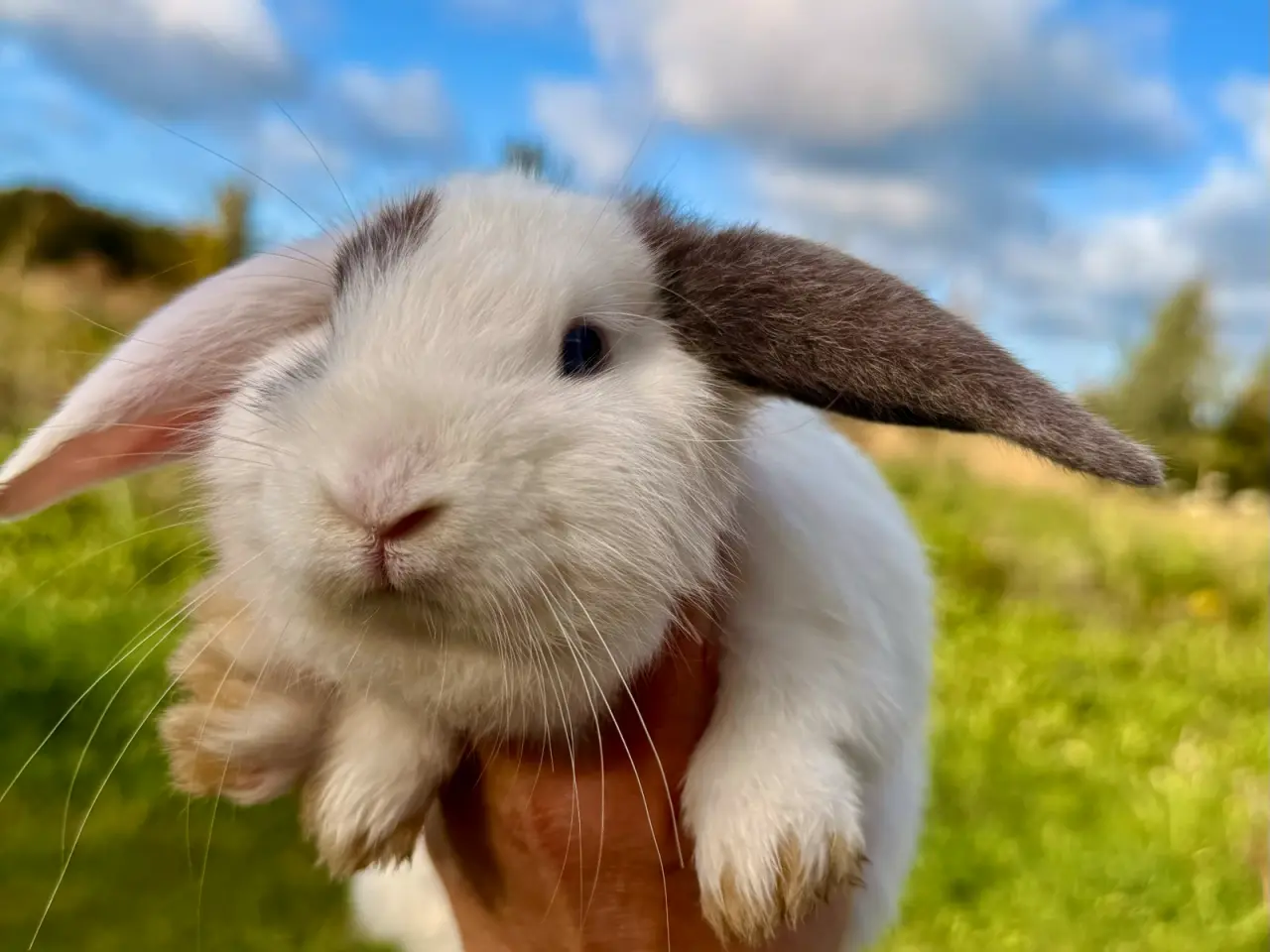 Billede 6 - 6 stk. Mini Lop unger