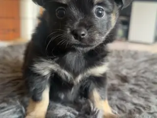 Chihuahua/pomeranian han hvalp