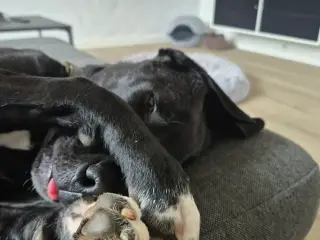 Søde Axel søger ny familie💙