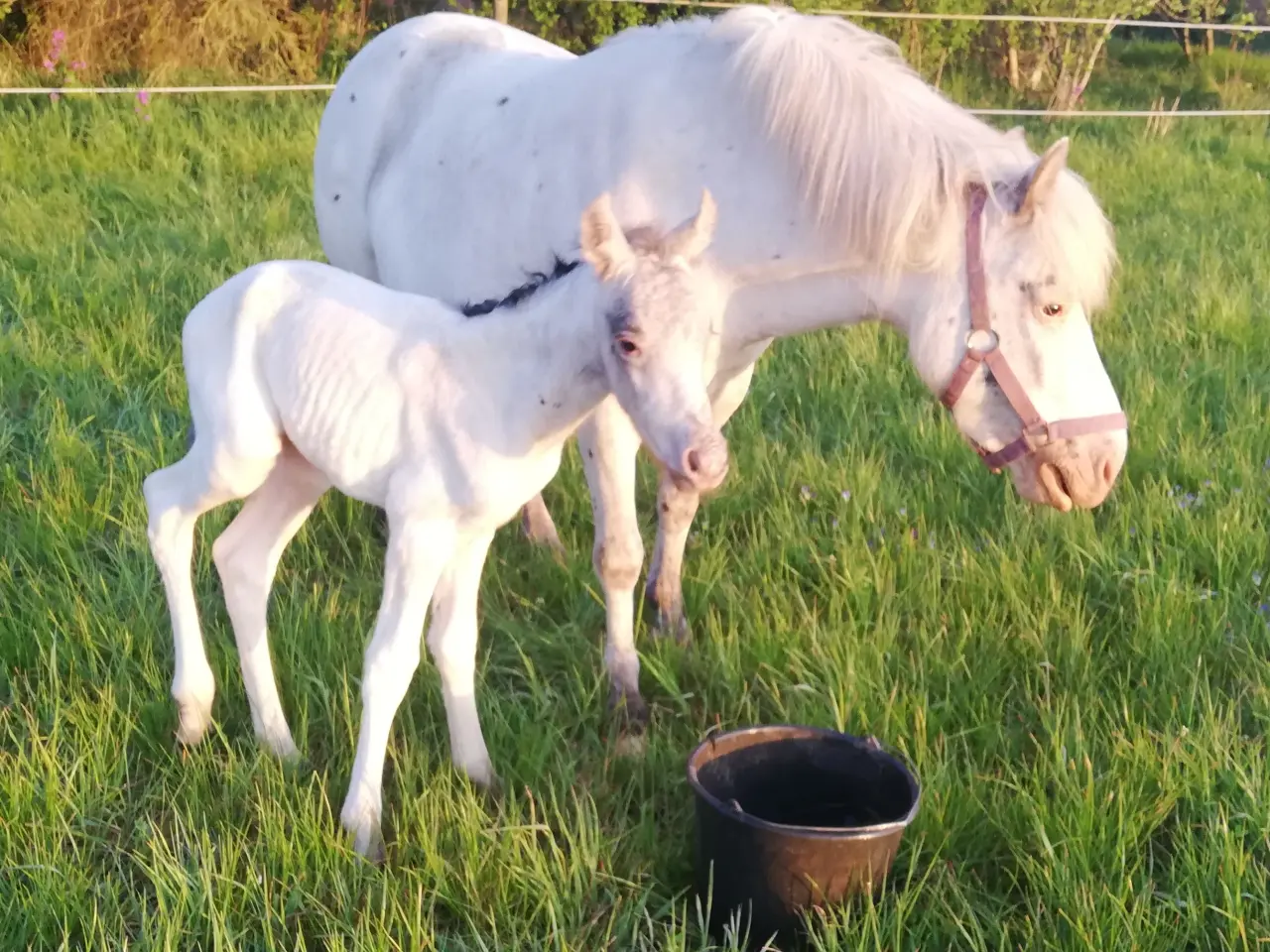Billede 13 - Knabstrupperpony til ridning eller avl