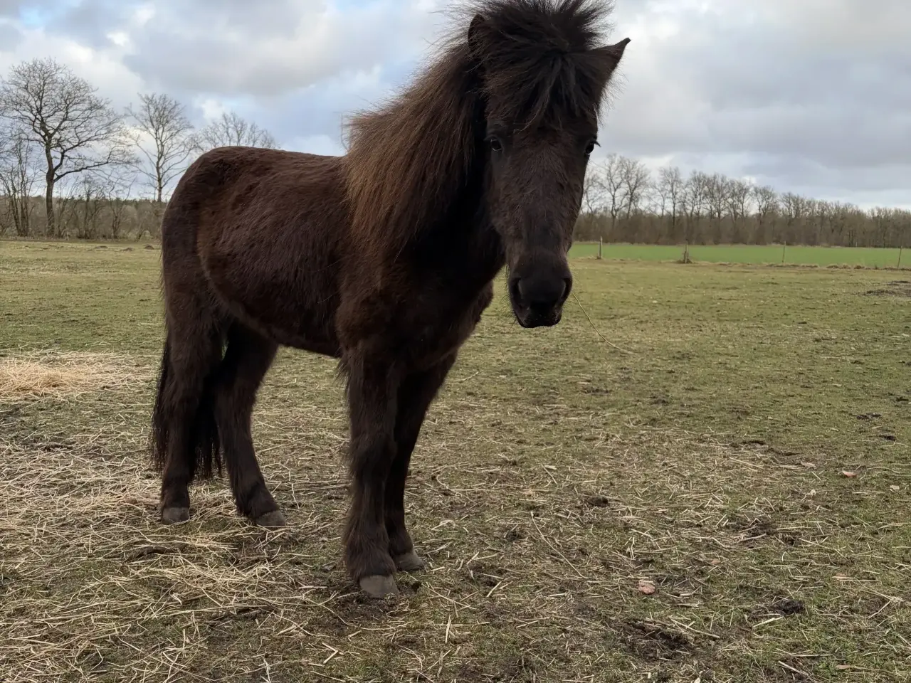 Billede 1 - 3 års islænder hoppe