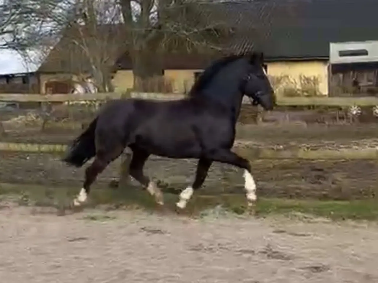 Billede 15 - Max kat 3,super børnepony