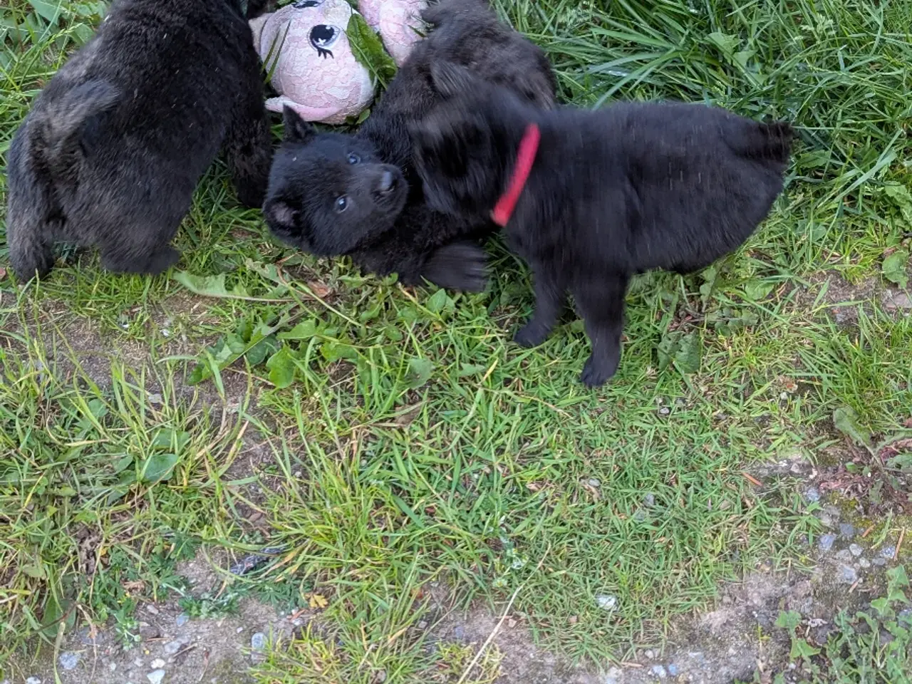 Billede 4 - Schipperke hvalp 