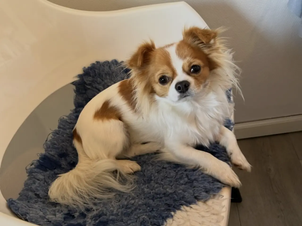 Billede 8 - Chihuahua langhåret 