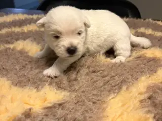 Skønne Westie hvalpe søger kærlige hjem 🐾