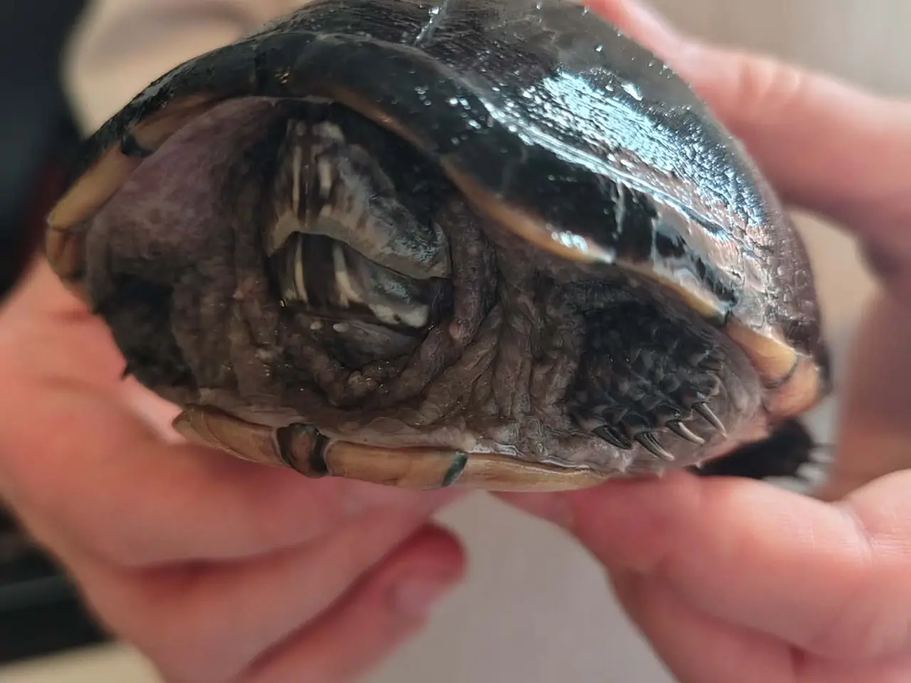 Billede 6 - Sumpskildpadder og 250 l akvarie med alt tilbehør