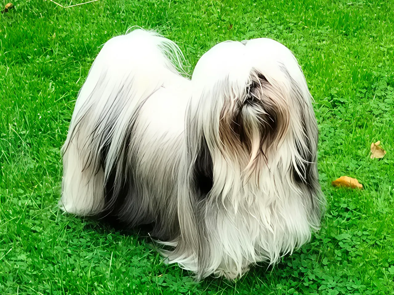 Billede 3 - Lhasa Apso han tilbydes til parring