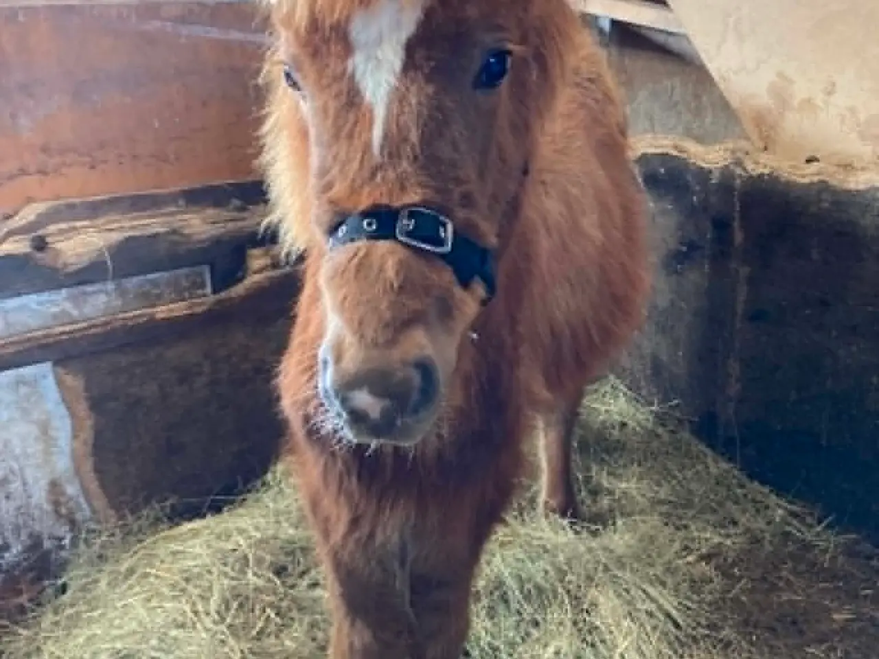 Billede 1 - Max - Hingst