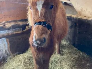 Max - Hingst