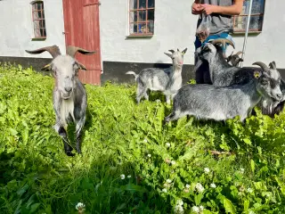 Sød og flot gedeflok