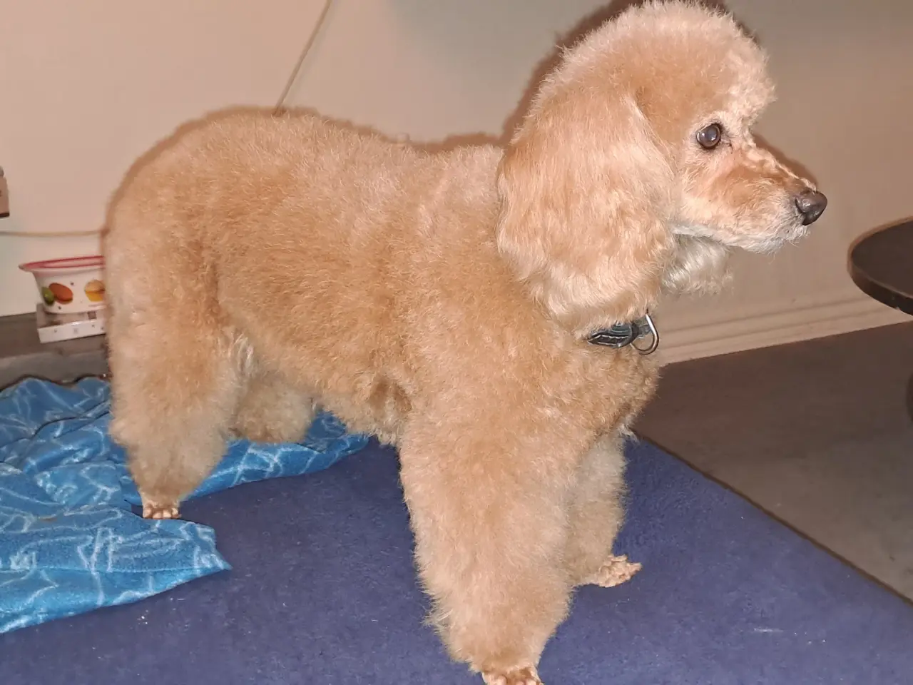 Billede 6 - Hundefrisør/trimming/groomer 