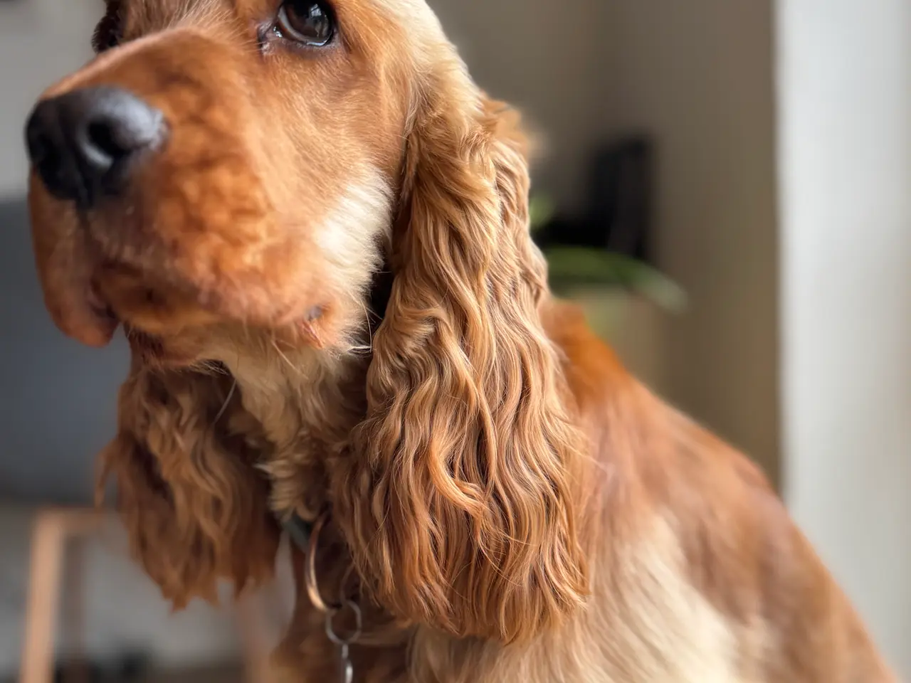 Billede 5 - Leo Engelsk cockerspaniel hanhund tilbydes til avl
