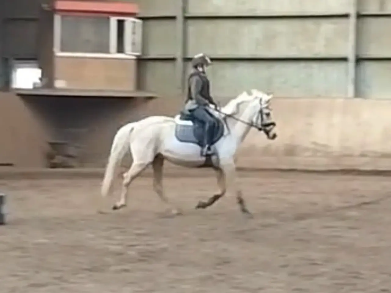 Billede 2 - Smuk palomino hoppe 5 år kat:2 pony
