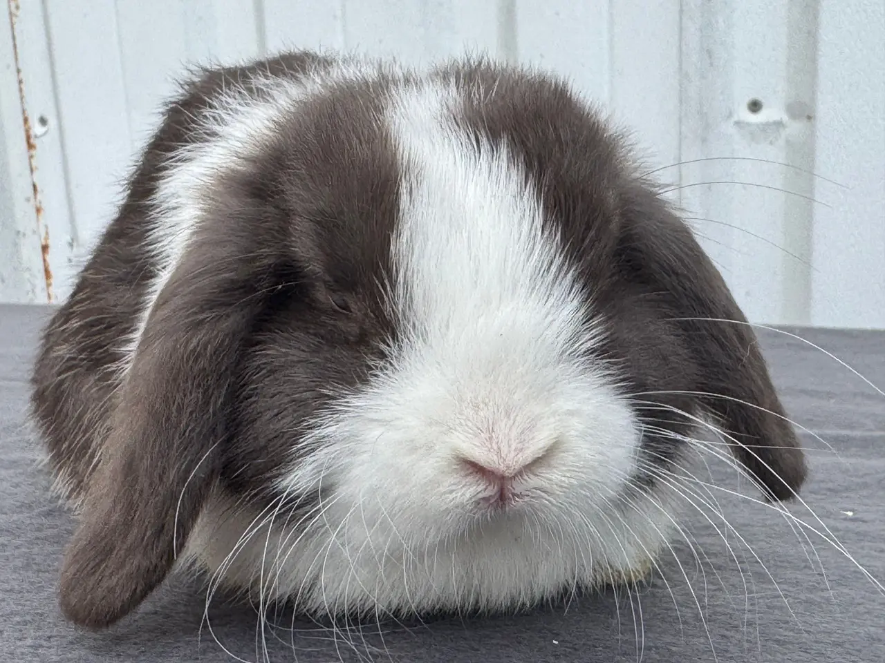 Billede 5 - Mini lop hankanin