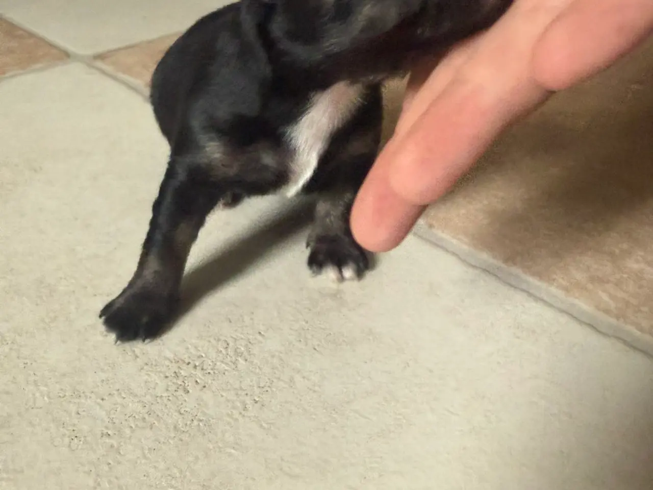 Billede 3 - Chihuahua tæve 