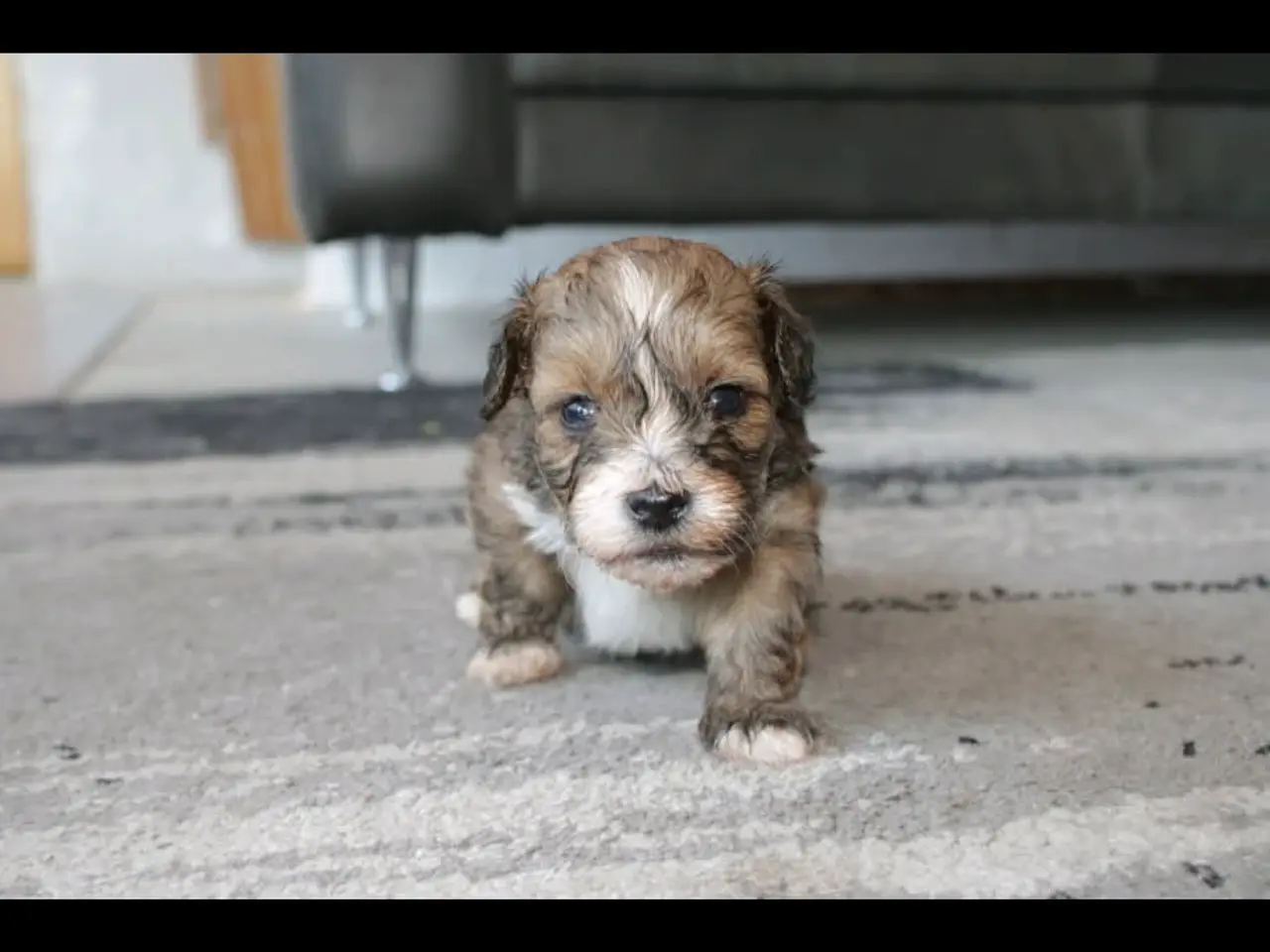 Billede 8 - Shih-poo søger deres næste hjem ❤️