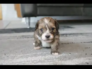 Shih-poo søger deres næste hjem ❤️ - 2