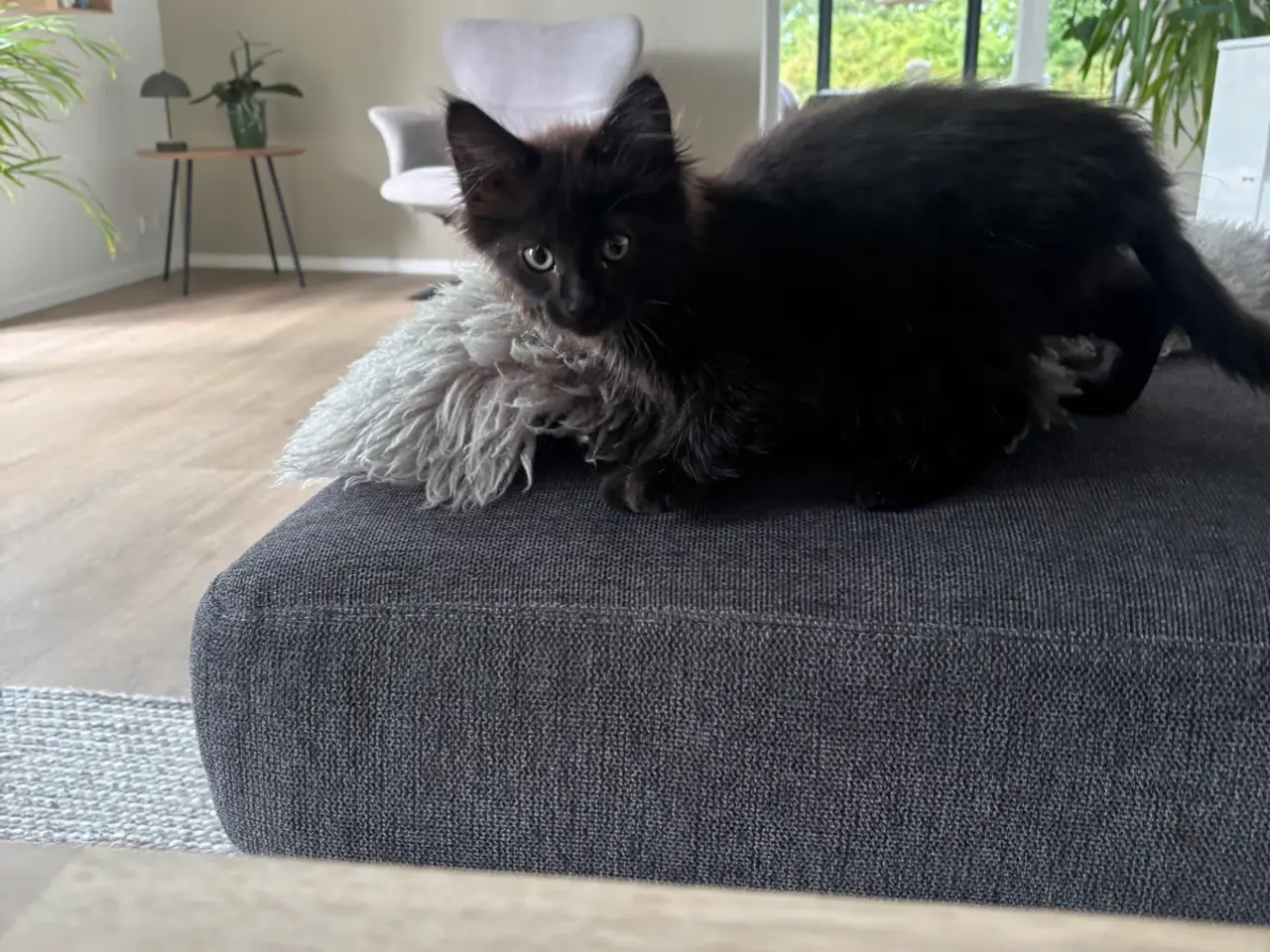 Billede 3 - Katte killinger