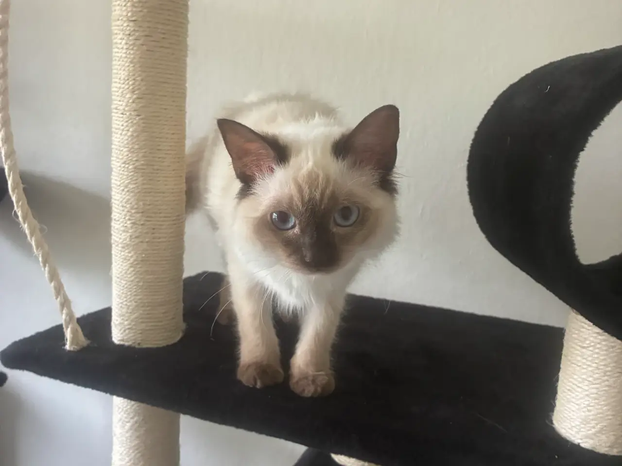 Billede 2 - Ragdoll Hun