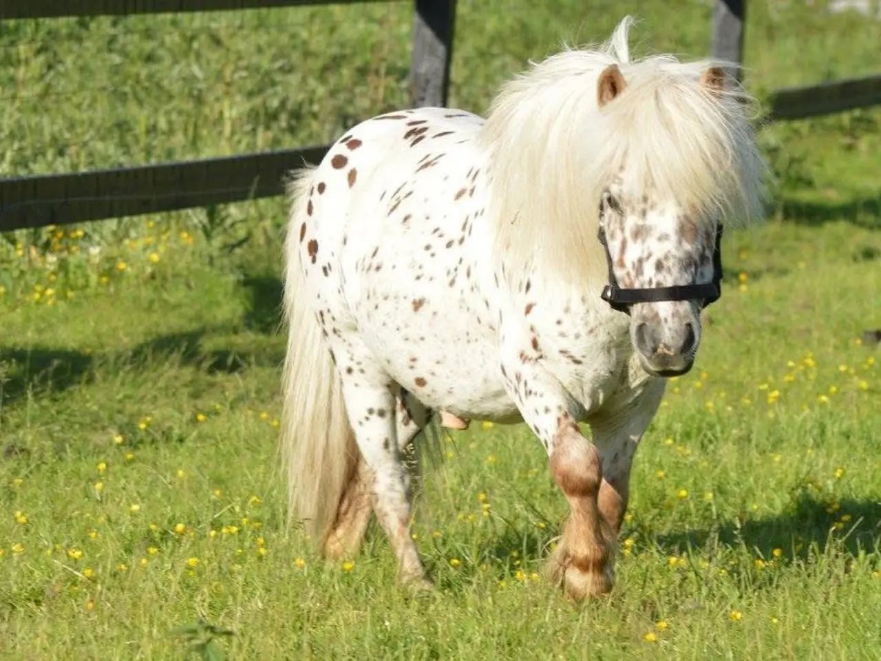 Billede 6 - 1 års Knabstrupper hingst