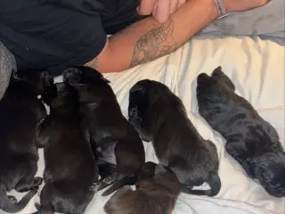 🐾❤️ 6 SKØNNE LABRADOR-BLANDINGSHVALPE SØGER DERES