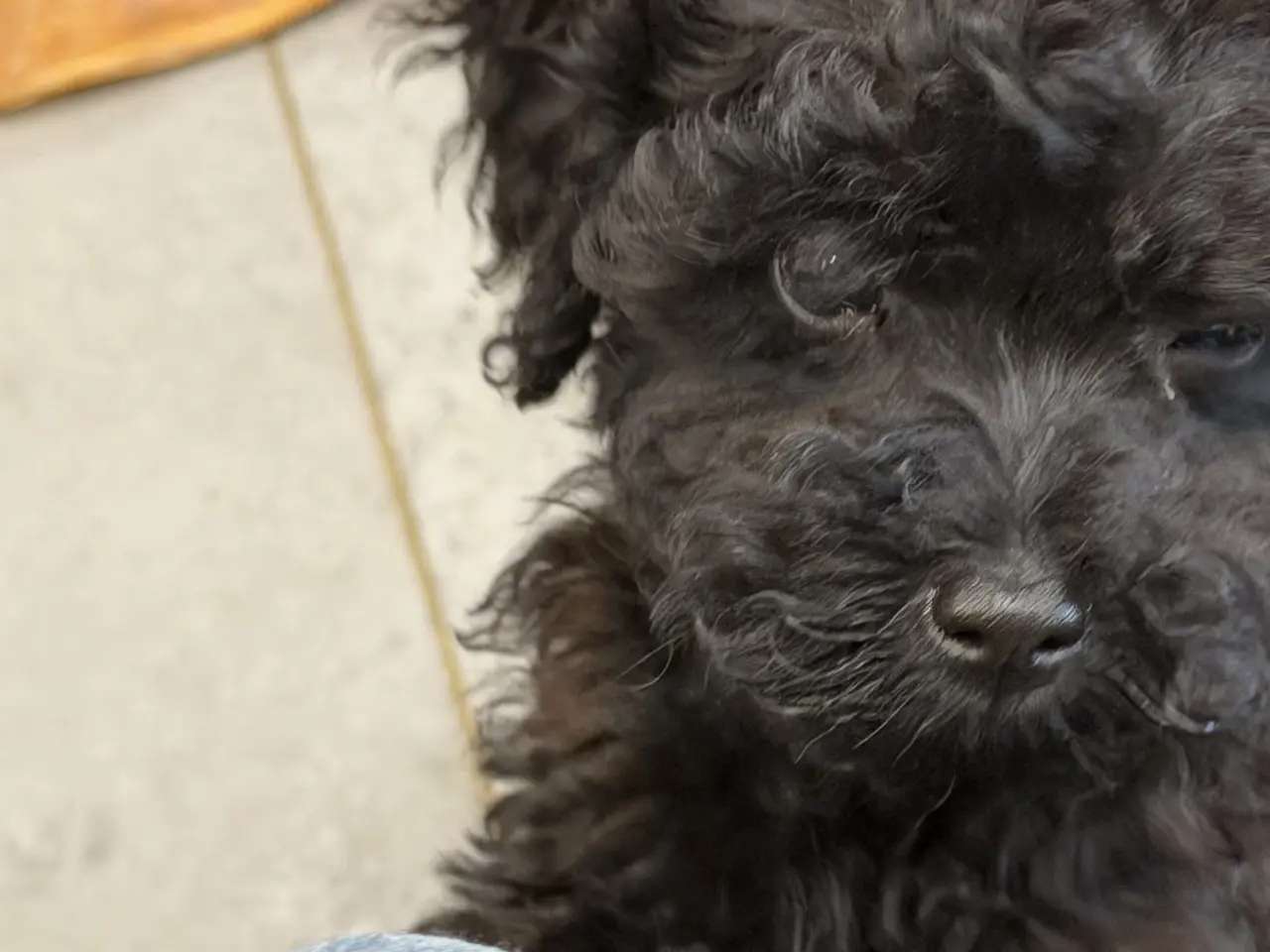 Billede 16 - Cavapoo hvalpe Rejseklar 🧳❤️🐾