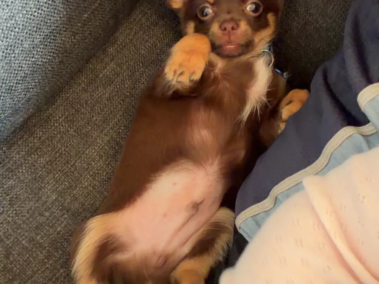 Billede 1 - Hanhund sælges