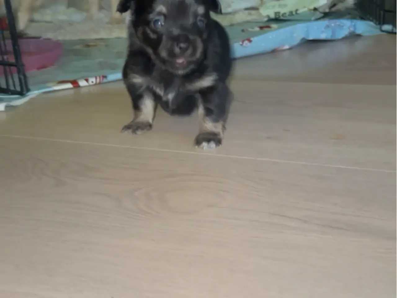Billede 5 - Chihuahua/pomeranian han hvalp