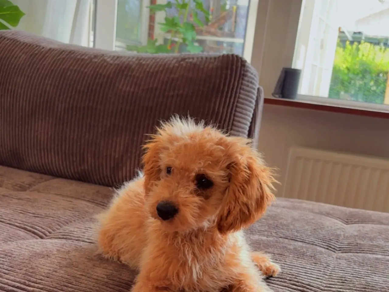 Billede 4 - Cavapoo FB1