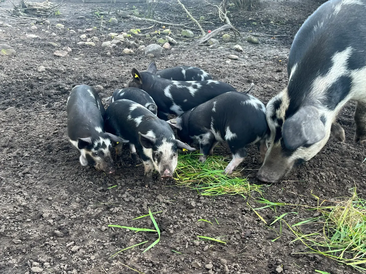 Billede 3 - Gammel dansk landrace grise sælges