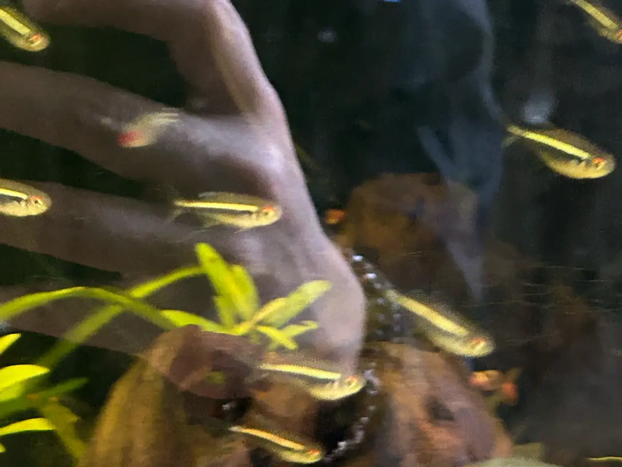 Billede 2 - 🐟🖤 Sorte neonfisk – flotte stimefisk