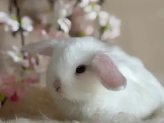 🐰 Smuk hvid minilop hununge søger nyt hjem 🏡