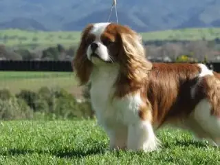 Kærligt hjem søger Cavalier King Charles Spaniel