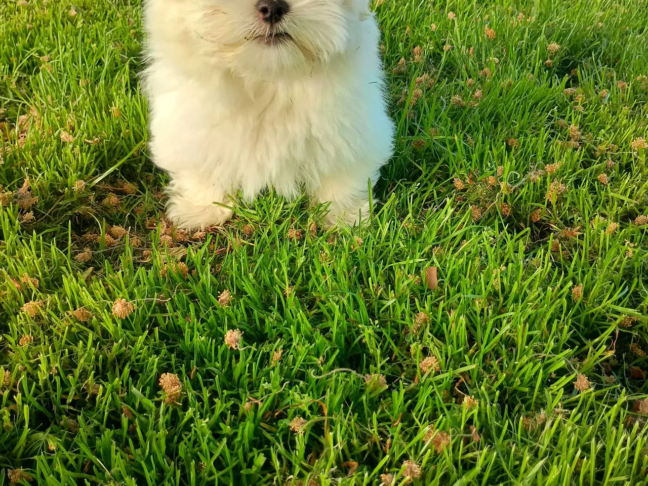 Billede 4 - Klar nu, lhasa apso 