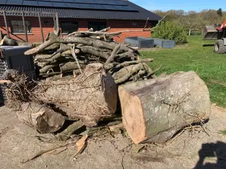 Stort bøgetræ