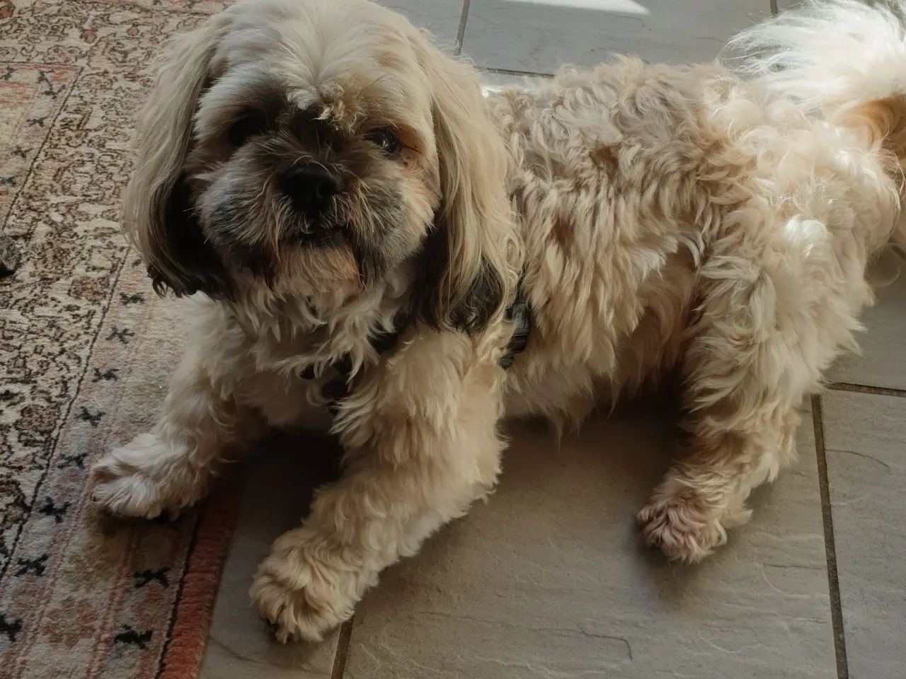 Billede 1 - Shih Tzu til parring