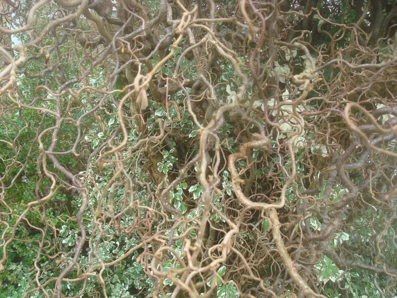 Billede 3 - JUL/ HELE ÅR: Troldhasselgrene 60 cm til 2.2 meter