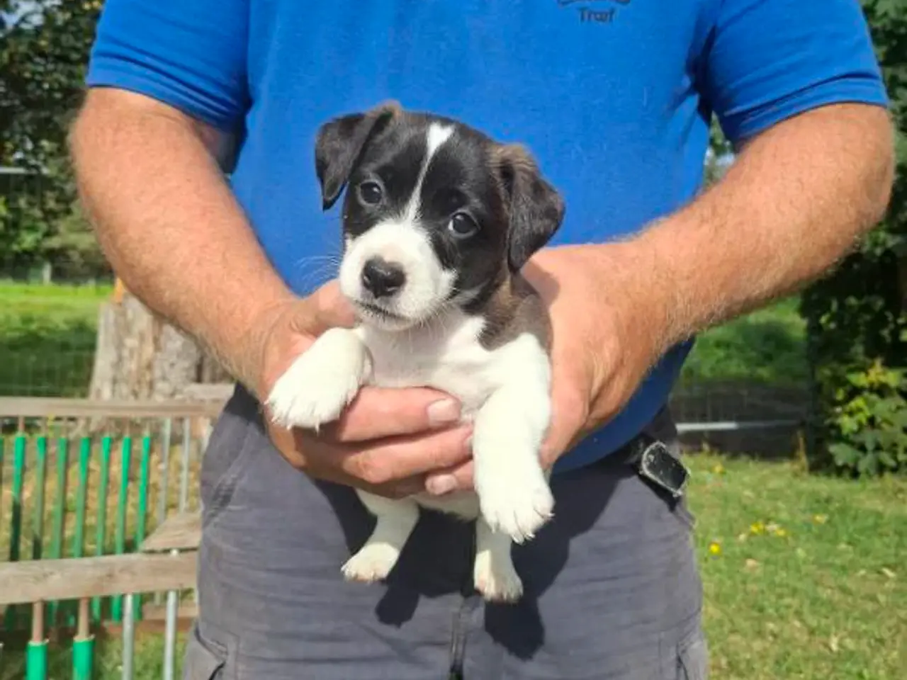Billede 3 - Jack Russel drenge