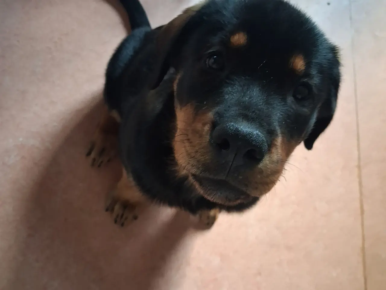 Billede 1 - Rottweiler tæve